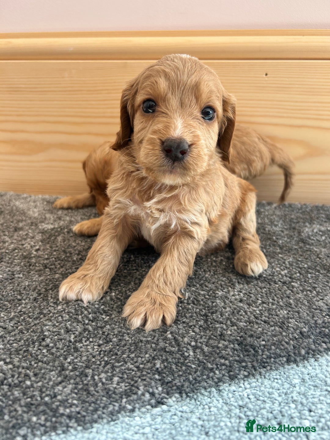 Cockapoo dogs for sale:  🐾F1 Cockapoo Puppies🐾READY NOW🐾 - Image 12