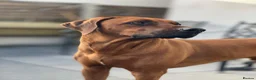 Rhodesian Ridgeback dogs for sale: Rhodesian Ridgebacks: Exceptional, 4th Generation - Advert 37