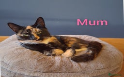 British Shorthair cats for sale: 5 Bonnie Kittens ready now  - Image 7