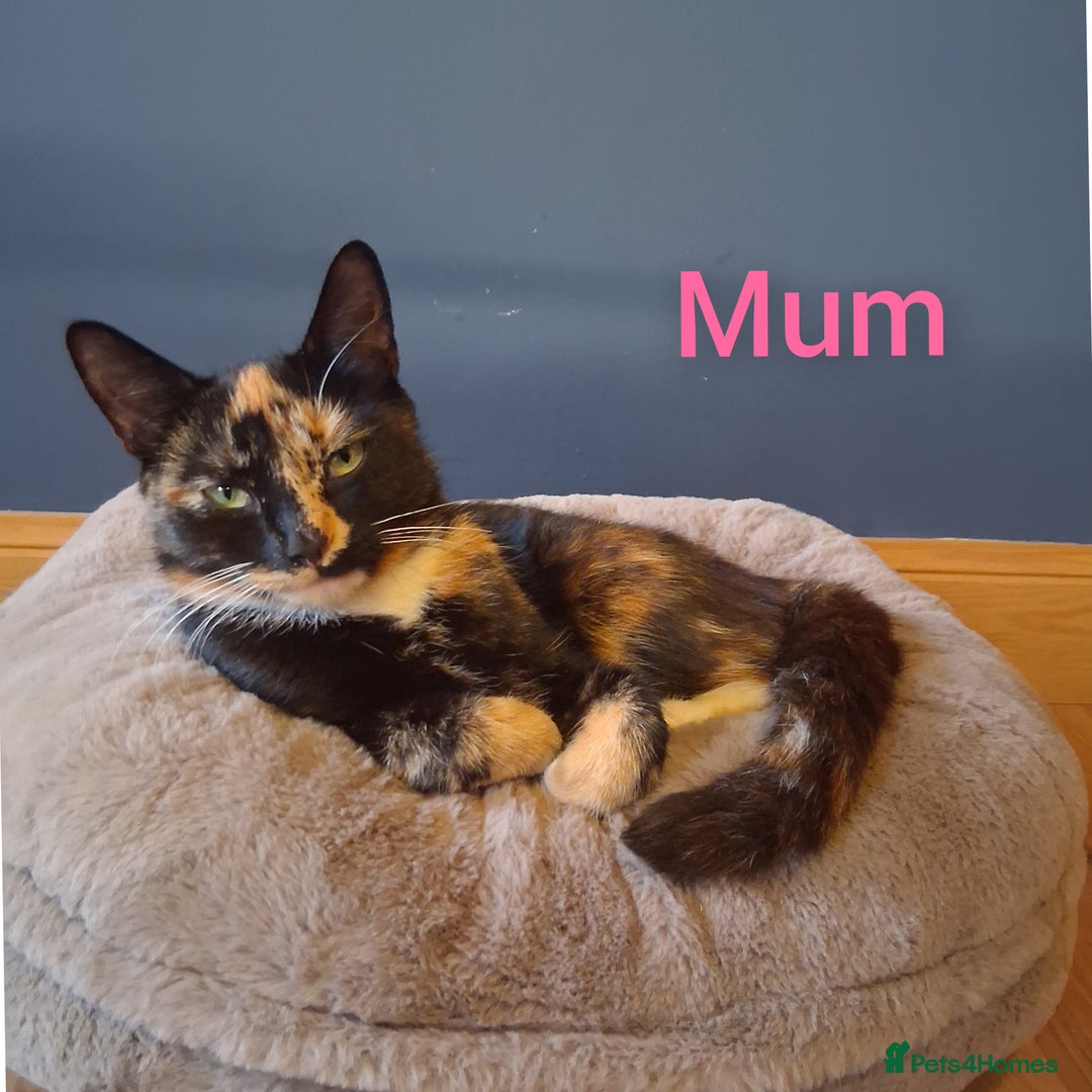 British Shorthair cats for sale: 5 Bonnie Kittens ready now  - Image 7