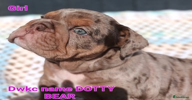English Bulldog dogs - Advert 8