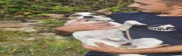 Mixed Breed dogs for adoption: Rasti in Alfreton - Advert 3