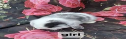 Mini Lop rabbits for sale: Mini lop babies - Advert 5