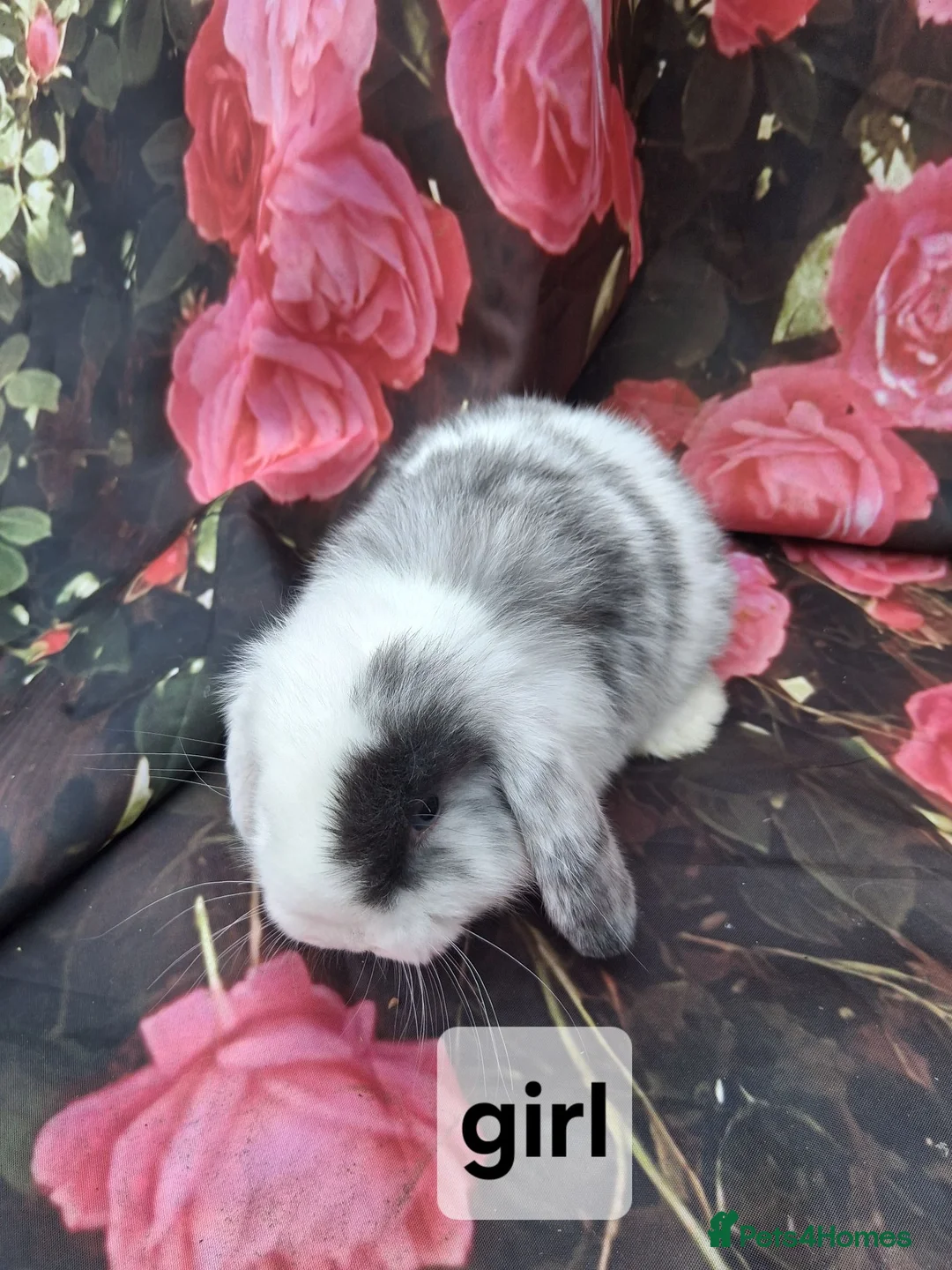 Mini Lop rabbits for sale: Mini lop babies - Advert 5