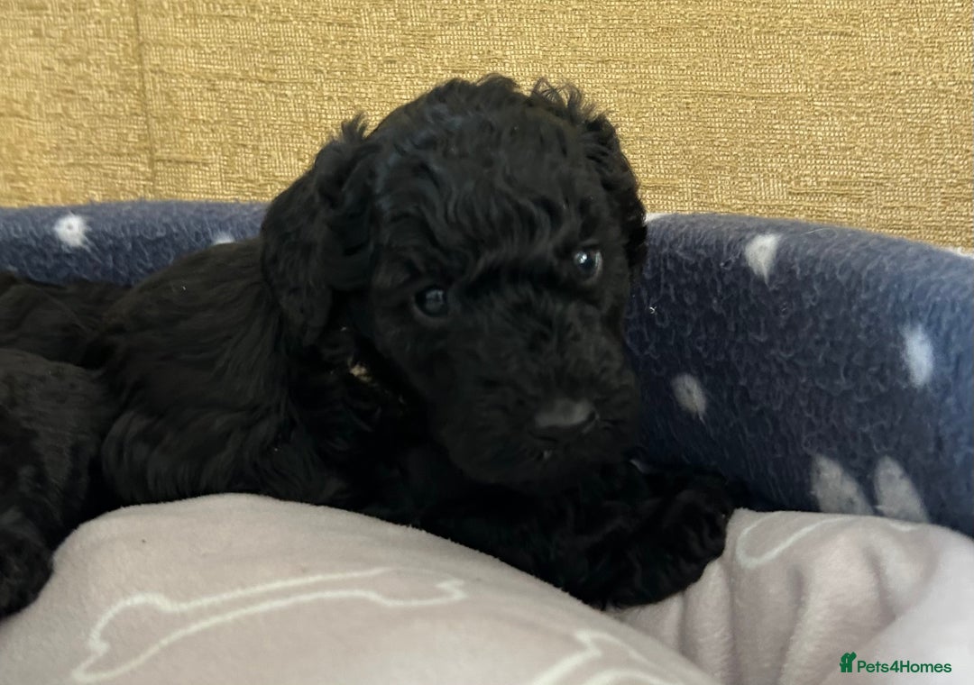 Miniature Poodle dogs for sale: Miniature Poodle Puppies  - Image 5