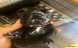 Miniature Schnauzer dogs for sale: Adorable Miniature Schnauzers - Image 14