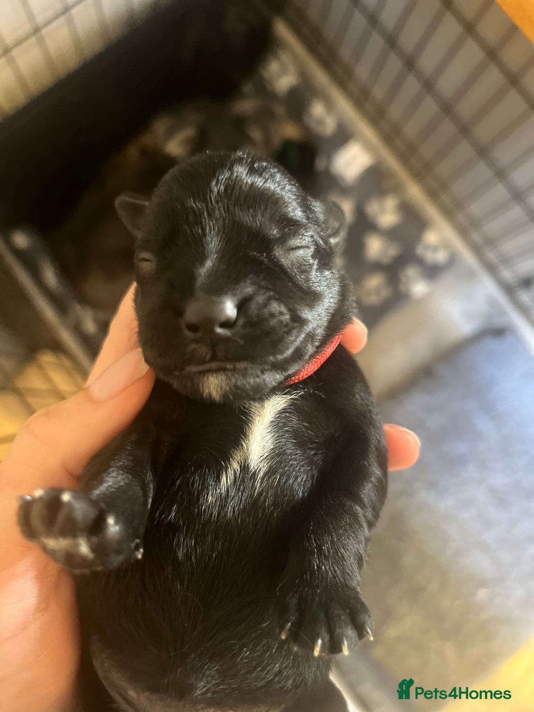 Miniature Schnauzer dogs for sale: Adorable Miniature Schnauzers - Image 14