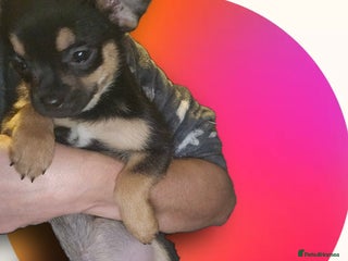 French Bulldog dogs - Advert 2