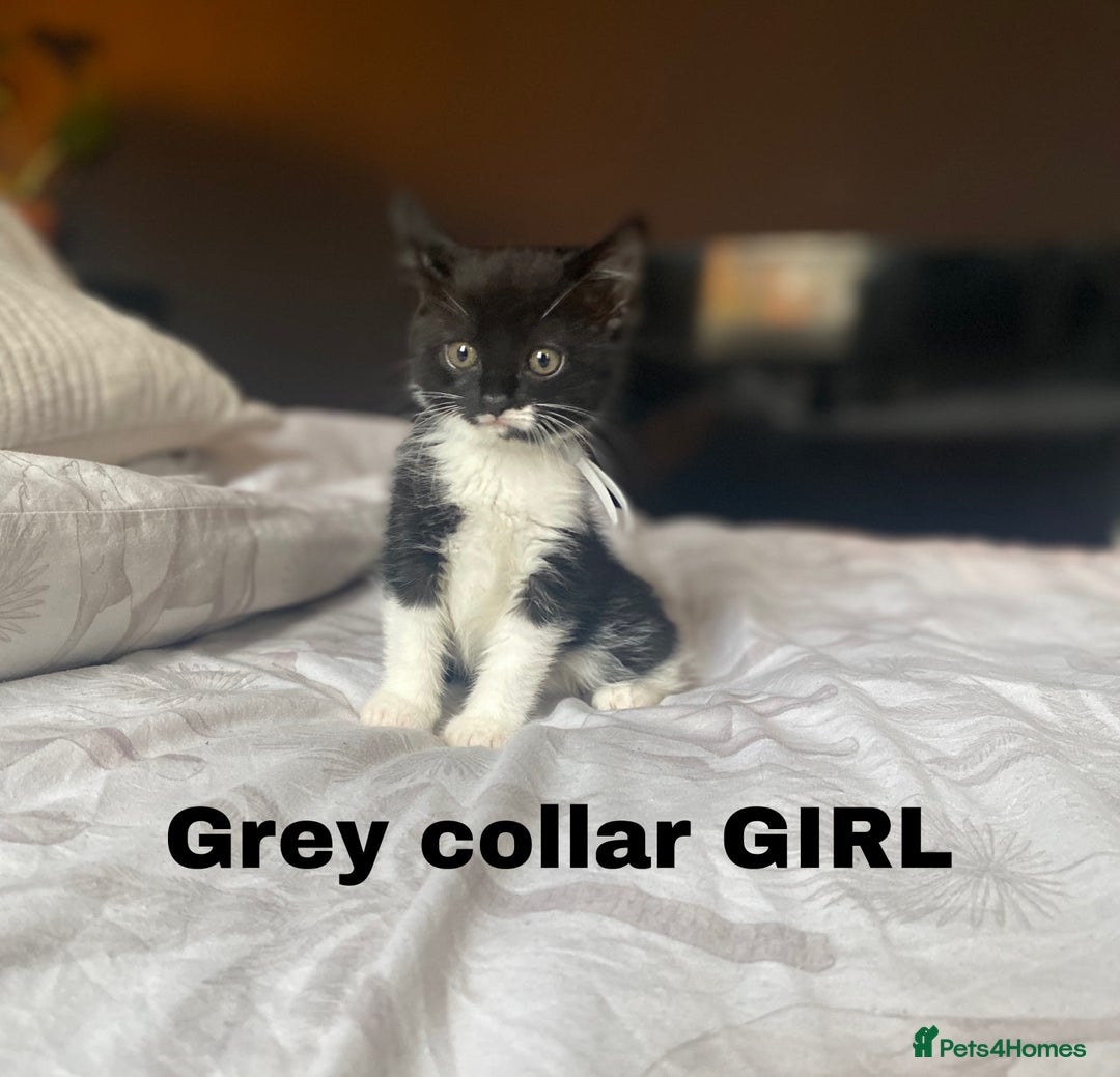 Neva Masquerade cats for sale: Sweet bengal x kittens  - Image 3
