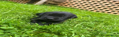 Labrador Retriever 7