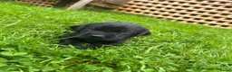 Labrador Retriever dogs for sale: Puppy for sale in Swindon - Advert 3