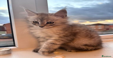 Maine Coon cats - Advert 6