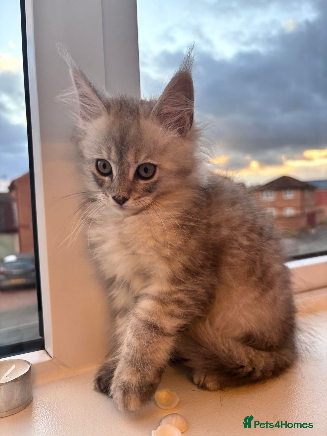 Maine Coon cats for sale: 5 Amazing Maine Coon kittens  - Image 3