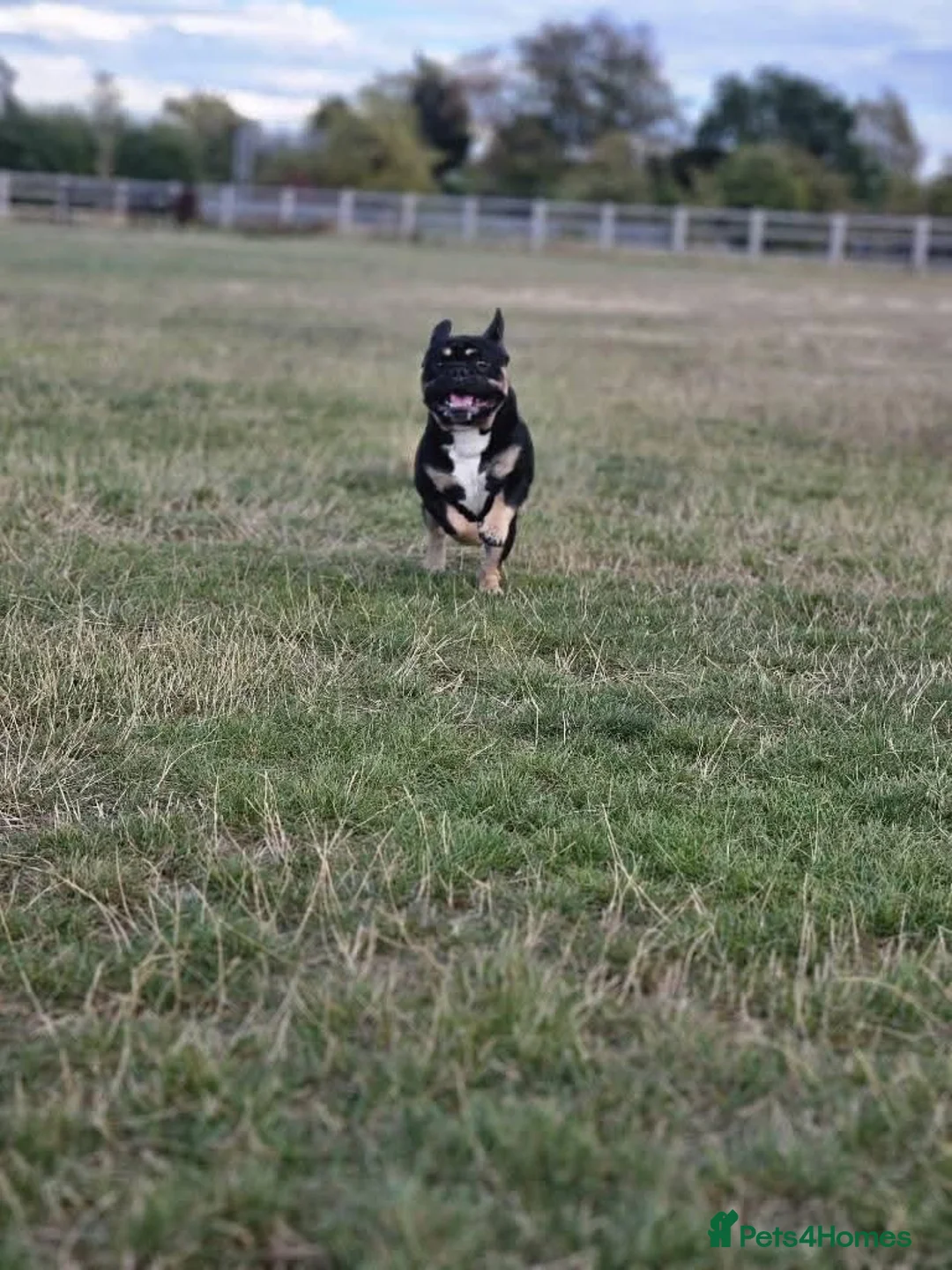 Mixed Breed dogs for adoption: Meet Stanley, currently residing in Cheshire  in Nantwich - Advert 9