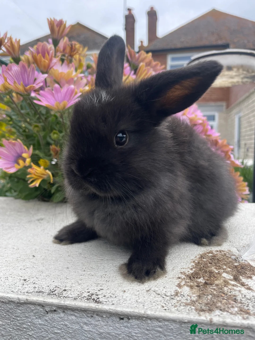 Mini Lop rabbits for sale: Adorable mini lops looking for their for ever Home - Advert 2