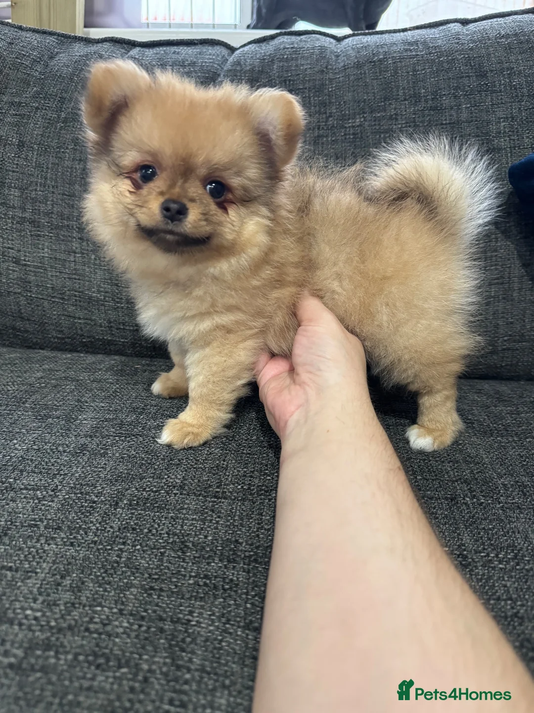 Pomchi dogs for sale: 3 beautiful pomchi puppy’s  in Crawley - Advert 2