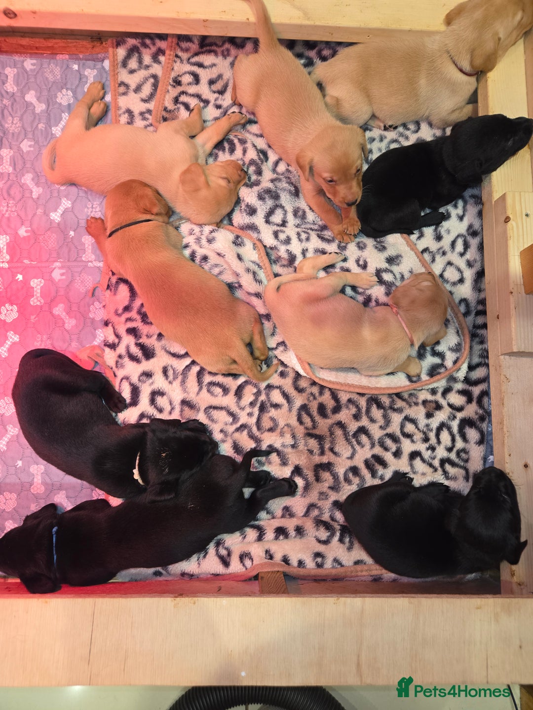 Labrador Retriever dogs for sale:  ✨ Exceptional Labrador Retriever Puppies  ✨ - Advert 4