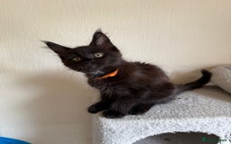 Maine Coon cats for sale: Pedigree GCCF Russian Import line Maine Coons - Image 29