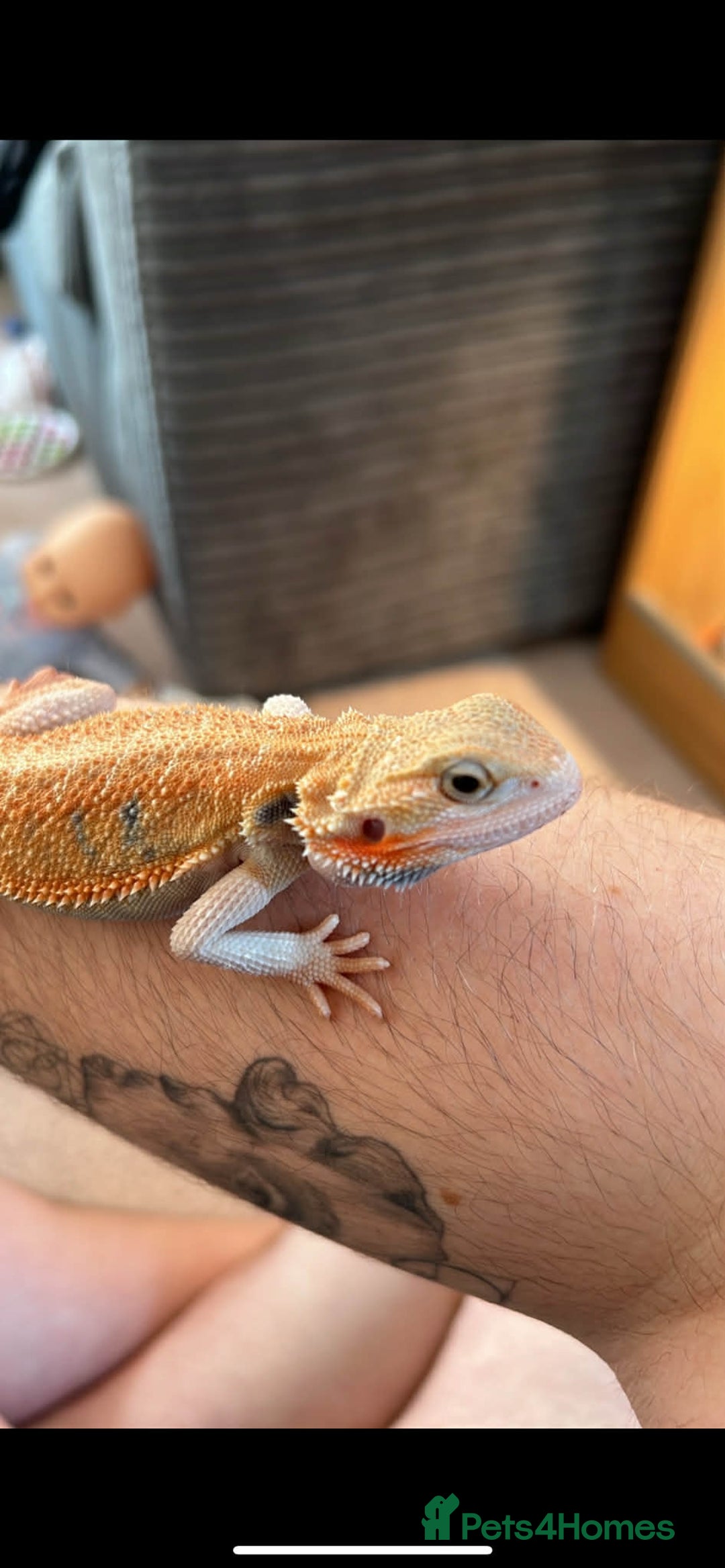 Bearded Dragon reptiles for sale: Alan - Male bearded dragon  - Advert 4