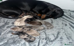 Miniature Dachshund dogs for sale: Miniature Dachshunds  - Image 3