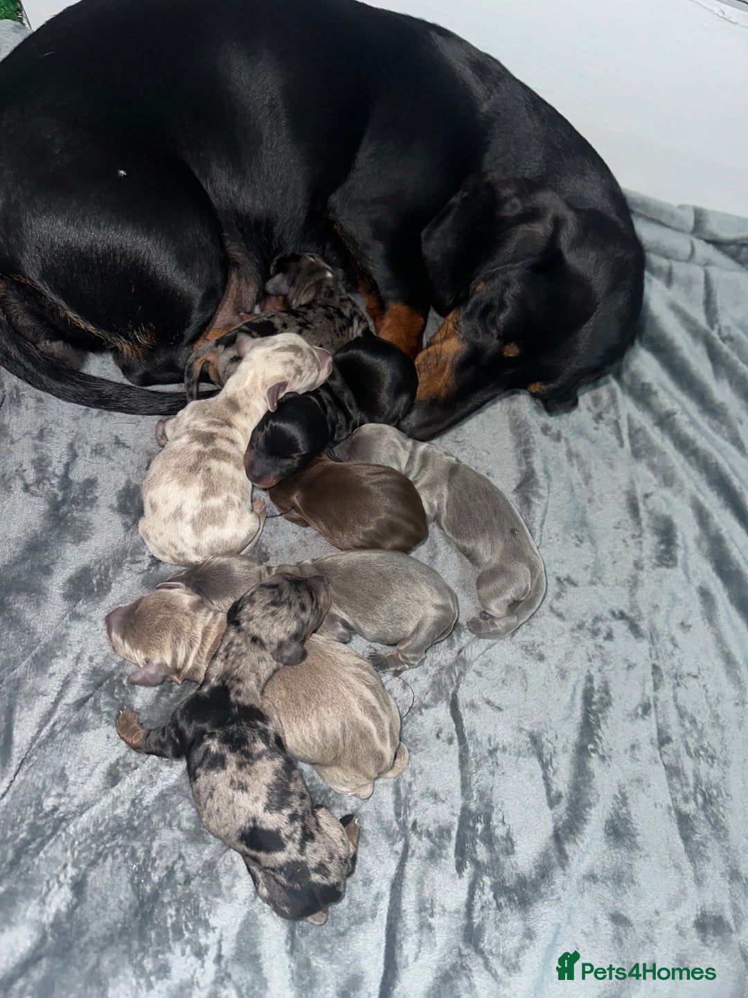 Miniature Dachshund dogs for sale: Miniature Dachshunds  - Image 3