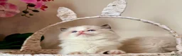 Ragdoll cats for sale: Premium Quality✨️🏆 TICA Reg European Ragdolls 🩷  - Advert 28