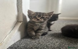 Maine Coon cats for sale: Maine coon mix Persian kittens   - Image 4