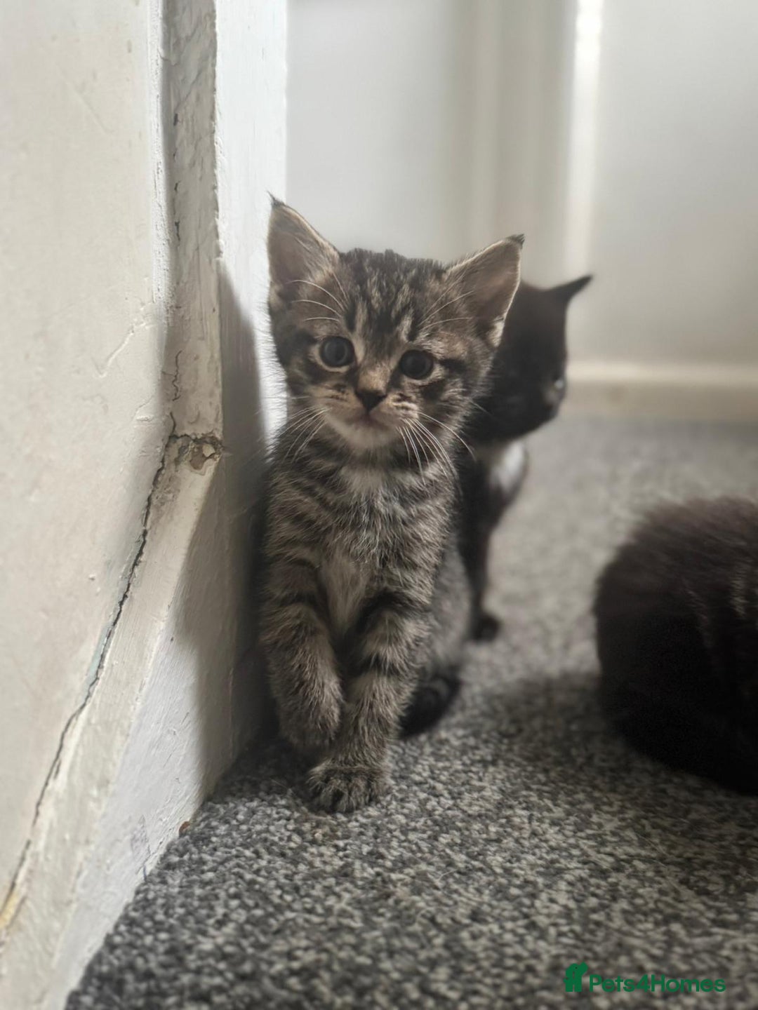 Maine Coon cats for sale: Maine coon mix Persian kittens   - Image 4