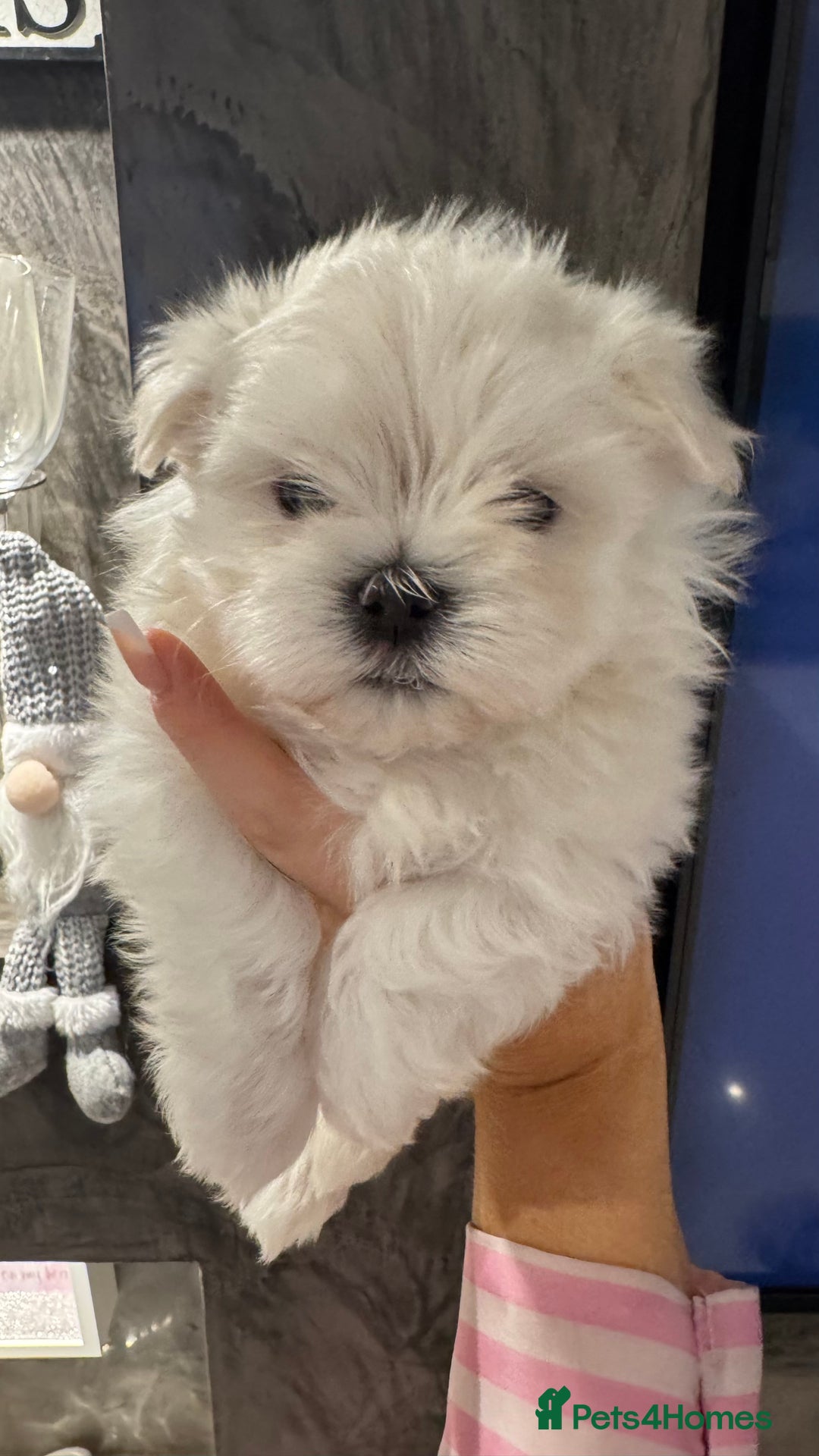 Maltese dogs for sale: Adorable Korean KC Maltese  - Advert 1