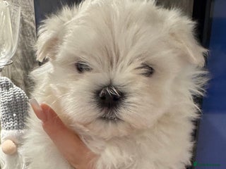 Maltese dogs Adorable Korean KC Maltese - Advert 1