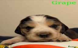 Cocker Spaniel dogs for sale: Show cockers - Image 16