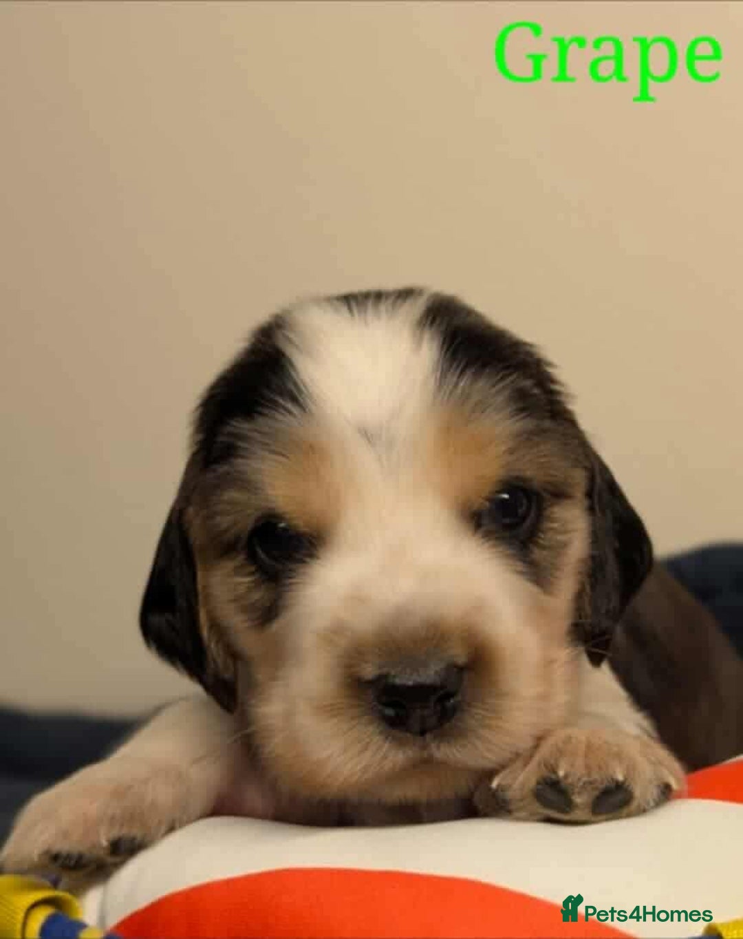 Cocker Spaniel dogs for sale: Show cockers - Image 16