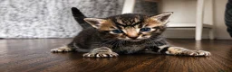 Bengal cats for sale: Bengal Kittens Looking for Their Forever Homes  - Advert 21