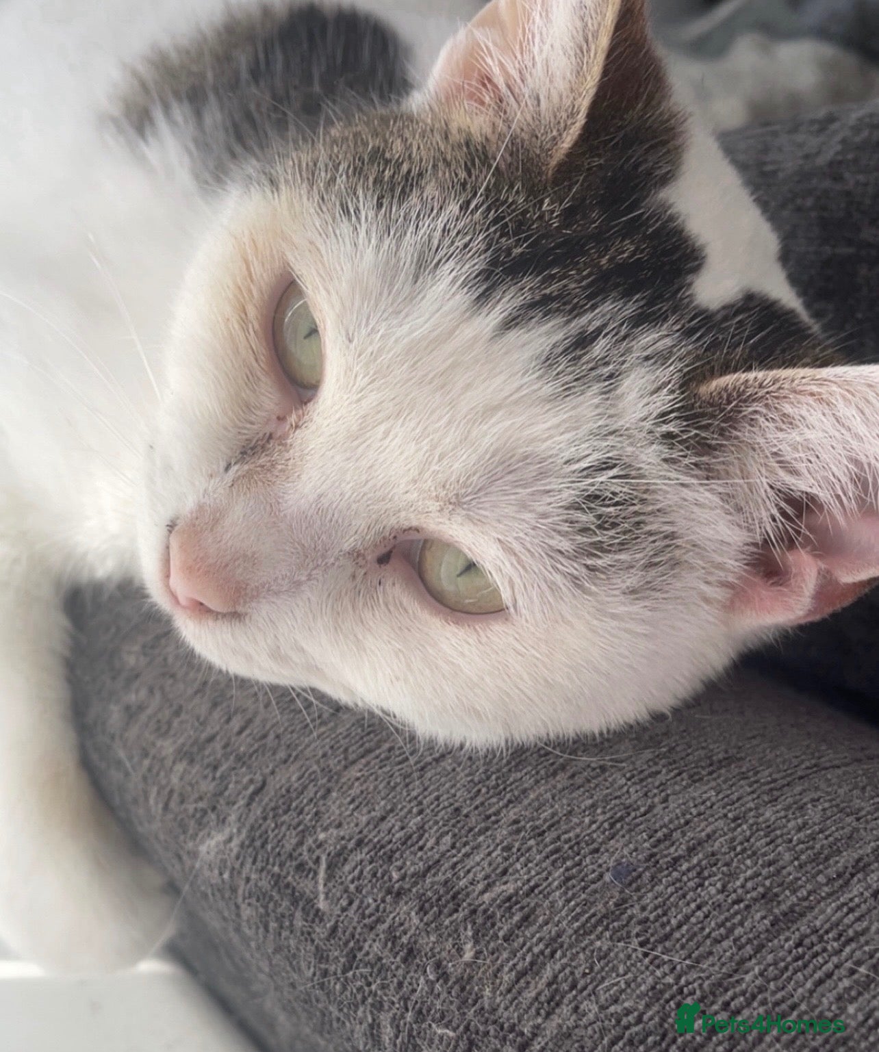 Mixed Breed cats Female cat for rehoming  - Advert 1