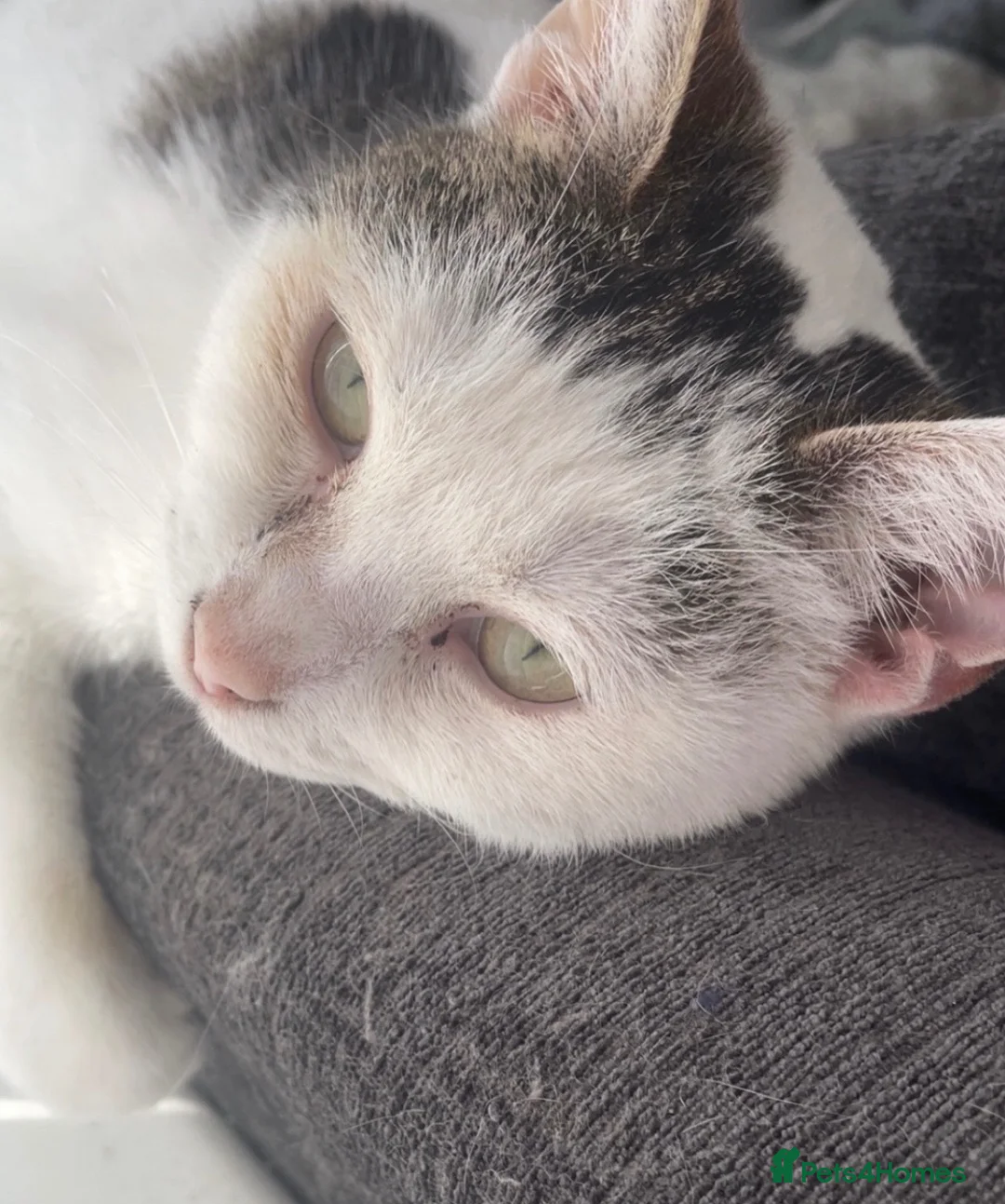 Mixed Breed cats for sale: Female cat for rehoming  - Advert 1