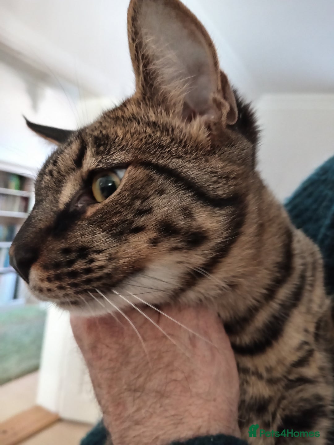 Savannah cats for sale: Large TICA Registered Spotted Savannah Boy Kitten  - Image 7
