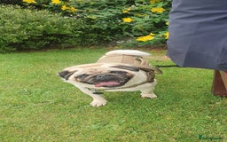 Pug dogs for sale: 3year old pug - Image 6