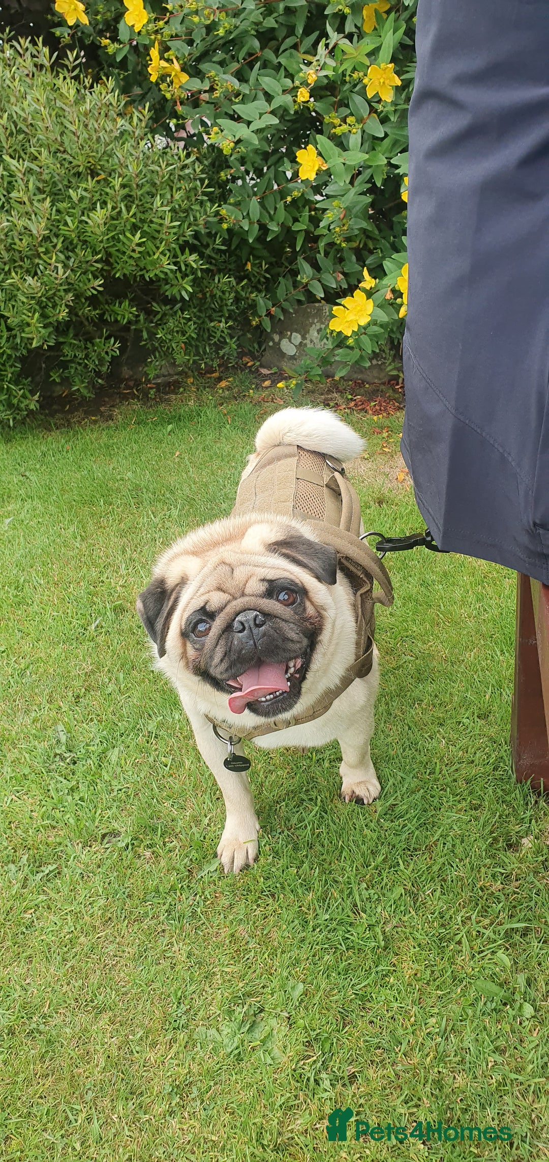 Pug dogs for sale: 3year old pug - Image 6