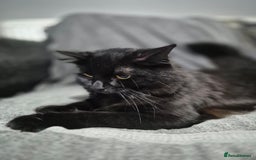 British Longhair cats for sale: Long haired kittens - Image 17