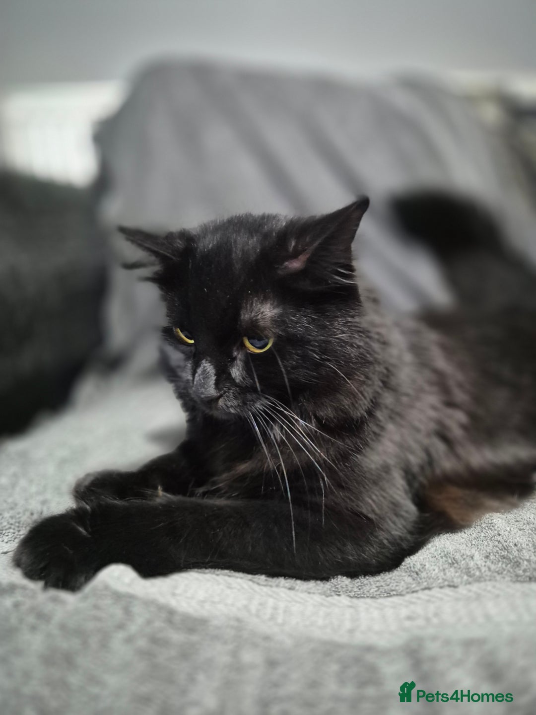 British Longhair cats for sale: Long haired kittens - Image 17