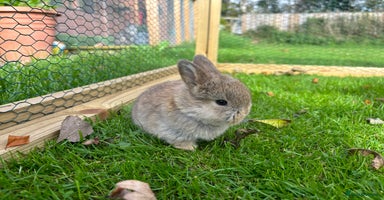 Mini Lop rabbits - Advert 8