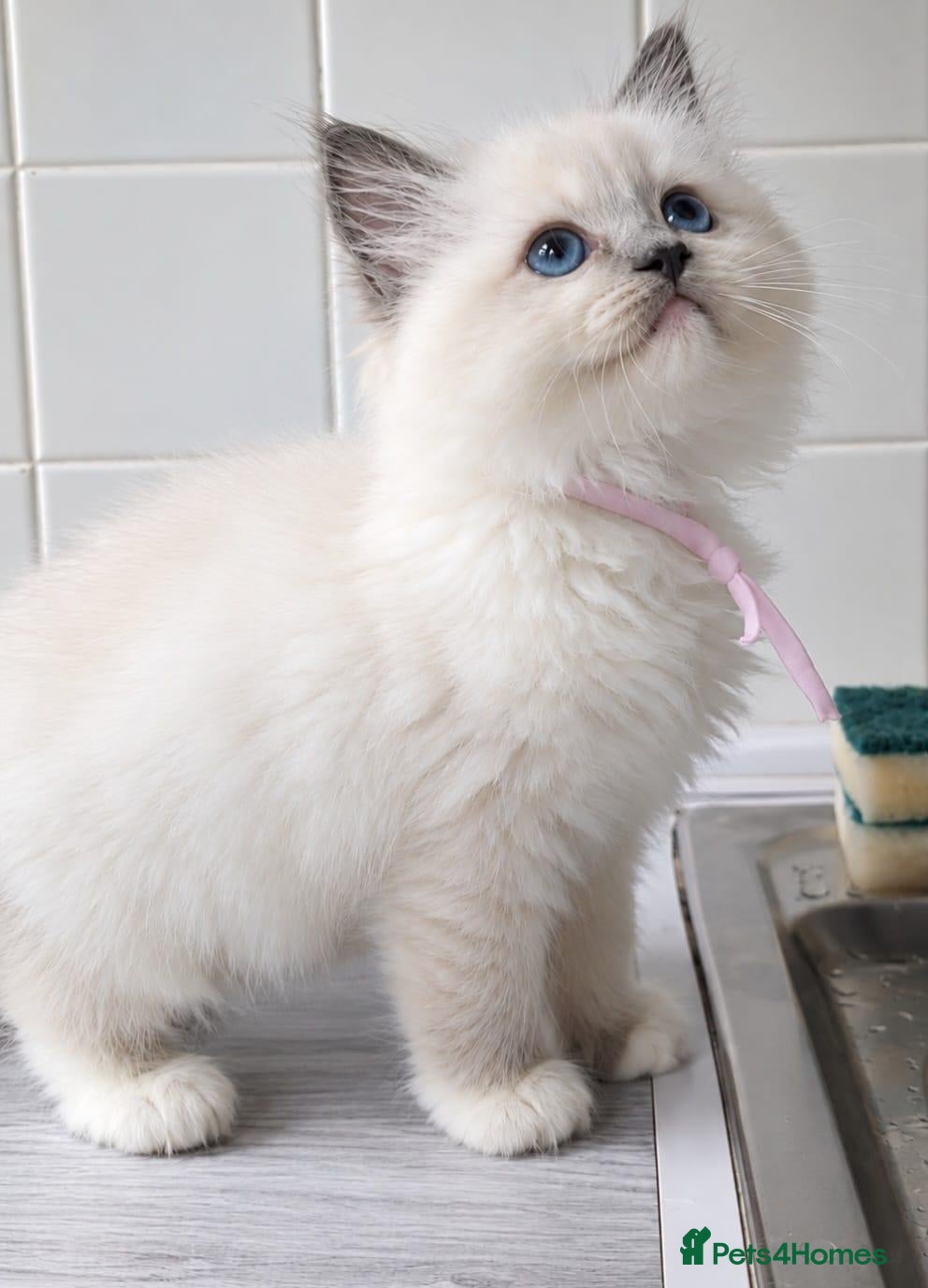 Ragdoll cats Registered ragdoll tica - Advert 11