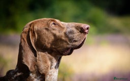 Bracco Italiano dogs for stud: Bracco Italiano for stud - Image 1
