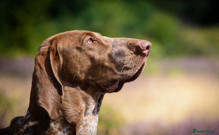 Bracco Italiano dogs - Advert 1