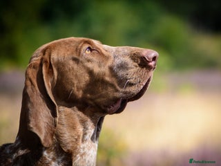 Bracco Italiano dogs - Advert 27