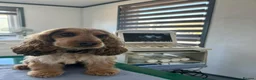 Cocker Spaniel dogs for sale: KC English Cocker Male Puppy - Advert 3
