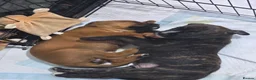 Mixed Breed dogs for sale: 2 Lurcher x Boxer puppies - Advert 2