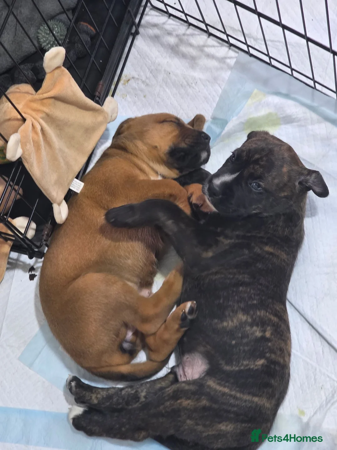 Mixed Breed dogs for sale: 2 Lurcher x Boxer puppies - Advert 2