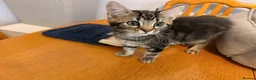 Domestic Shorthair cats for sale: Kittens for sale - Advert 7