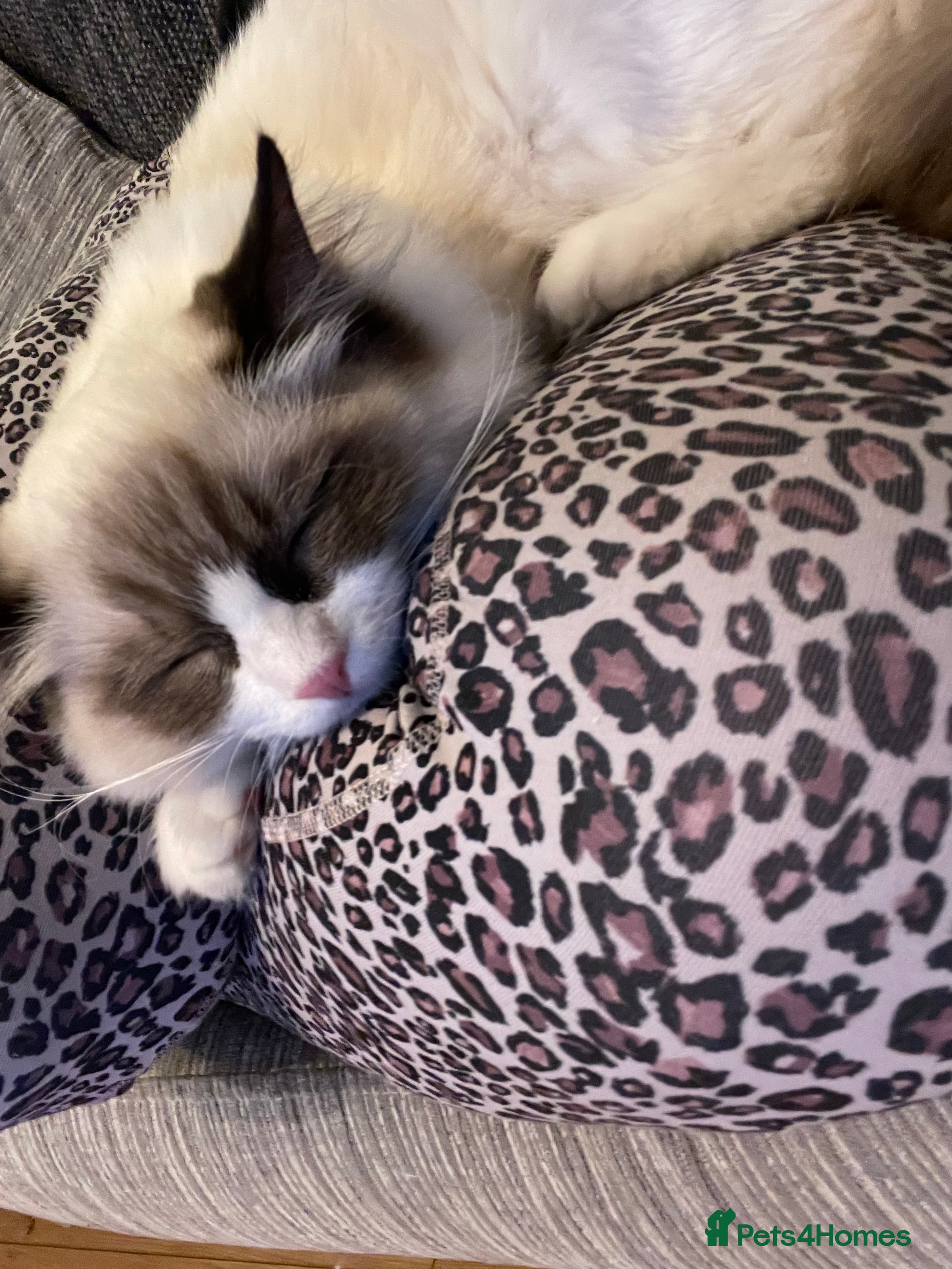 Ragdoll cats Pedigree Lapcat Bicolour Ragdoll kitten - Advert 18